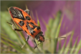 <p>VROUBENKA ČERVENÁ (Corizus hyoscyami) (Líska)</p>